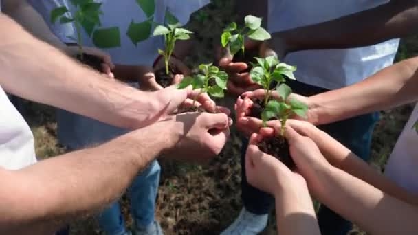地球を緑化し ボランティアやエコ活動家のグループは 小さな植物が手に芽を出し 手を閉じ 自然は私たちの手の中にあり 自然は自然を救っています — ストック動画
