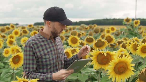 Boer Staat Een Veld Van Zonnebloemen Werkt Een Scherm Tablet — Stockvideo