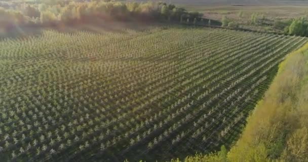 Countryside Beautiful View Plantation Young Apple Trees Apple Orchard Height — Stock Video