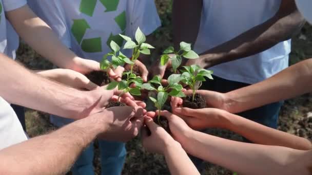 Ekologizace Planety Skupina Dobrovolníků Ekologických Aktivistů Drží Rukou Malé Rostliny — Stock video