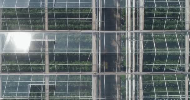 Летающие Над Стеклянными Теплицами Растущие Растения Крупных Промышленных Теплицах Вид — стоковое видео