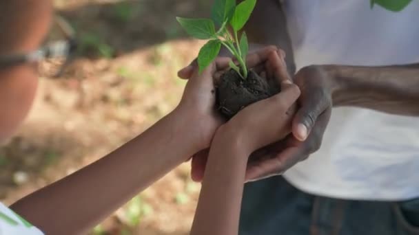 Ökológia Természetmentés Fiatal Afrikai Lány Önkéntes Egy Növény Egy Férfi — Stock videók