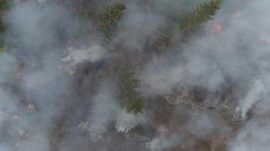 Ormanların yok edilmesi, ormanın yüksekliği, sis ve duman, orman kesiminde uçmak, ormandaki şenlik ateşleri.