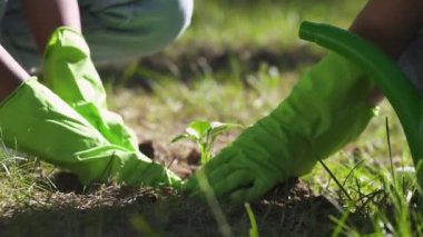 Çevre aktivistleri bitki ekerler, doğa koruma için gönüllü çalışırlar, tarlaya bitki ekerler..