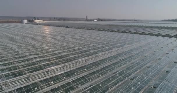 Sobrevolando Invernaderos Vidrio Cultivando Plantas Grandes Invernaderos Industriales Vista Desde — Vídeo de stock