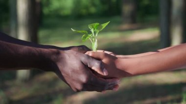 Doğayı kurtaran, koyu tenli genç bir kız küçük bir bitkiyi bir erkeğe veriyor, yakın plan, yavaş çekim..