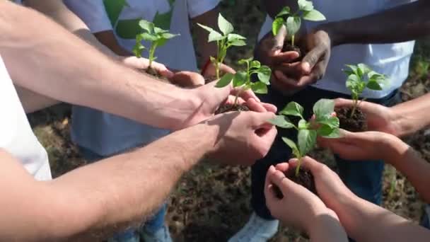 Skupina Dobrovolníků Ekologických Aktivistů Drží Rukou Malé Rostliny Detailní Záběr — Stock video