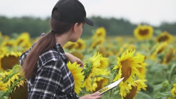 Young Woman Farmer Stands Field Sunflowers Works Screen Tablet Checks — Stock Video