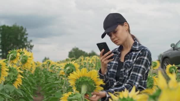 Campagne Jeune Agricultrice Debout Dans Champ Tournesols Prend Des Photos — Video
