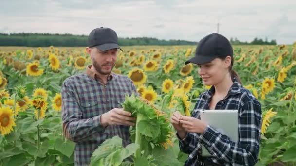 在乡间 一位农夫和一位生态学家站在一片开着向日葵 黄花的田野里 探索着植物和庄稼 — 图库视频影像