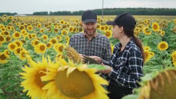 Campagne Agriculteur Une Écologiste Tiennent Dans Champ Tournesols Fleurs Jaunes — Video