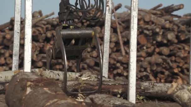Trabajos Madera Reciclaje Troncos Árboles Astillas Máquina Hidráulica Que Carga — Vídeos de Stock