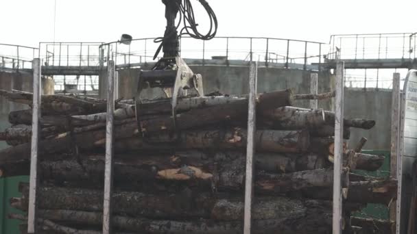 Travail Bois Recyclage Des Troncs Arbres Éclats Chargement Hydraulique Arbre — Video
