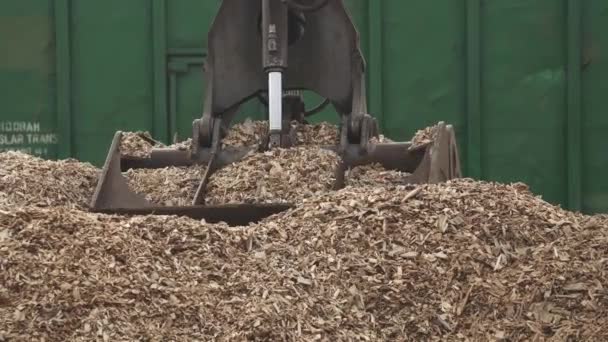 Biélorussie Minsk Octobre 2019 Travail Bois Recyclage Des Troncs Arbres — Video
