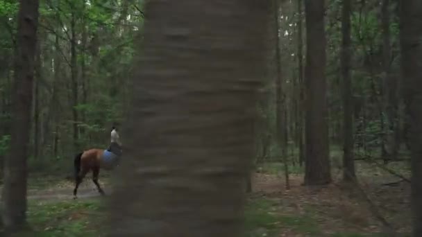Jonge Vrouw Paard Rijden Het Bos Zomertijd Paardrijdster Rijden Een — Stockvideo
