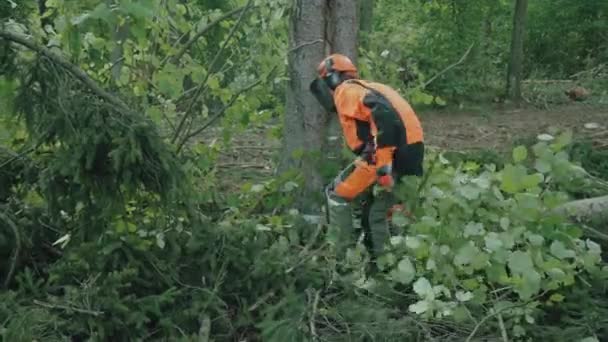 Θραύσματα Δάσους Γυναίκα Ξυλοκόπος Στο Δάσος Ειδικός Προστατευτικά Εργαλεία Κόβει — Αρχείο Βίντεο
