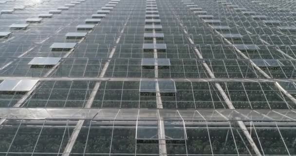 Überfliegende Glasgewächshäuser Wachsende Pflanzen Großen Industriellen Gewächshäusern Blick Aus Der — Stockvideo