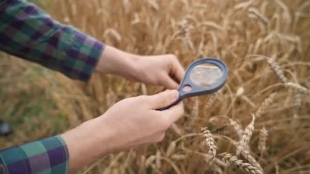 Farmer Stands Field Rye Looks Ears Rye Seeds Magnifying Glass — Stock Video