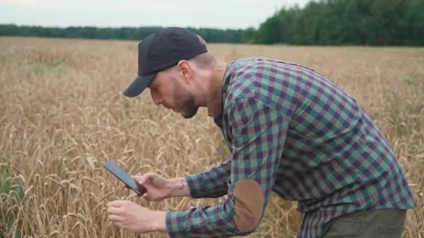 Jordbruk Lantbrukare Står Inom Området Råg Och Verk Tar Bilder — Stockvideo