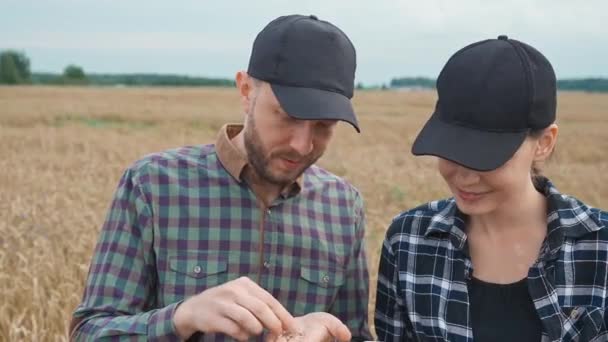 农民们站在黑麦地里 用一块屏风石板审视田野 环保主义者们调查庄稼的生长情况 专家们进行交流 — 图库视频影像