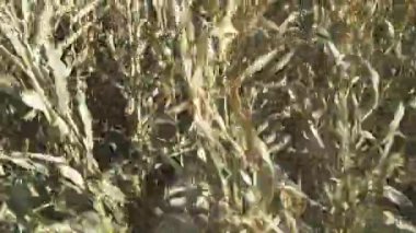 Tarım, hasat aracı mısırı kaldırır, tarlayı görür, hasat süreci, hasat kabininden birinci şahıs görüntüsü..