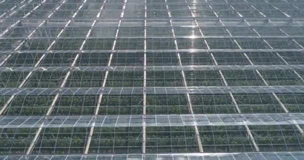 飞越玻璃温室 生长植物 从高处看 在玻璃表面反射 4K镜头 — 图库视频影像