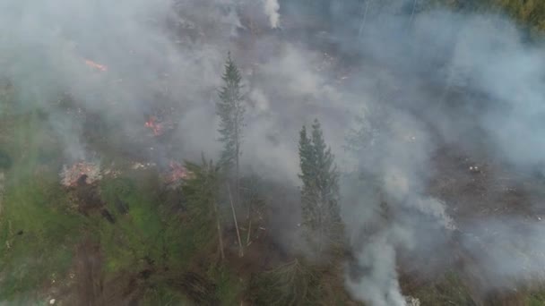 Deforestación Bosque Desde Altura Niebla Humo Vuelo Sobre Tala Forestal — Vídeos de Stock