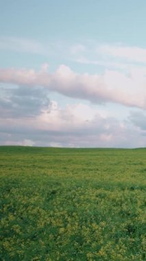 Doğal manzara, kırsal bölgedeki yeşil kolza tohumu manzarası, güzel günbatımı gökyüzü, modern tarım, dikey video..