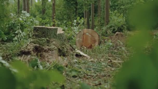 Paysage Forestier Vue Sur Arbre Abattu Dans Forêt Scierie Extraction Séquence Vidéo