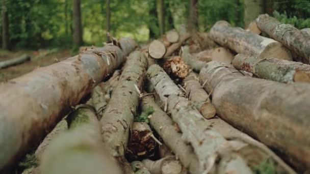 Handheld Paysage Forestier Vue Sur Arbre Abattu Dans Forêt Scierie Clip Vidéo