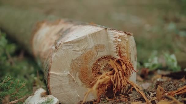Paysage Forestier Vue Sur Arbre Abattu Dans Forêt Scierie Extraction Séquence Vidéo Libre De Droits