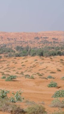 El bilgisayarı, sıcak iklim, ıssız bir bölgede dikey manzara, çöl ve bitkilerin manzarası, dikey video, doğal arka plan..