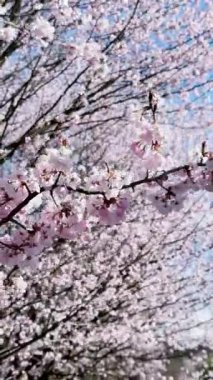 Açma mevsimi, gün ışığı, çiçek açan pembe Sakura ağacının güzel manzarası, dikey video doğal arka plan..