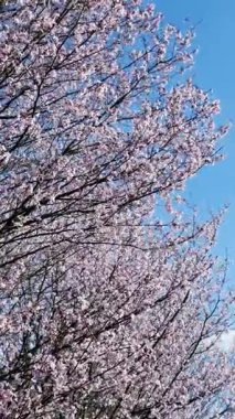 Çiçek açma mevsimi, çiçek açan pembe Sakura ağacının güzel manzarası rüzgarda sallanan dallar, dikey video doğal arka plan..