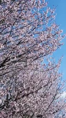 Açma mevsimi, gün ışığı, çiçek açan pembe Sakura ağacının güzel manzarası, dikey video doğal arka plan..