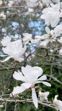 Çiçek mevsimi, dikey video doğal arka plan, çiçek açan beyaz manolya çiçeklerinin güzel manzarası, rüzgarda sallanan ağaç dalları.
