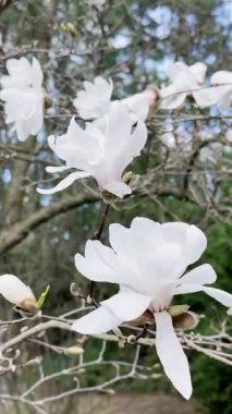 Çiçek mevsimi, dikey video doğal arka plan, çiçek açan beyaz manolya çiçeklerinin güzel manzarası, rüzgarda sallanan ağaç dalları.