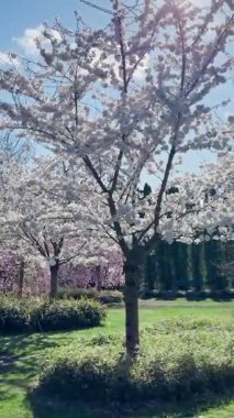 Rüzgarlı hava, doğal arka plan, rüzgarda sallanan beyaz Sakura ağacının güzel manzarası..