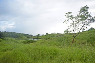 yemyeşil çayır ile güzel manzara manzarası