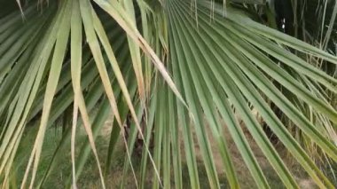 Palm Leaves 'in Esintide Yavaşça Sallanışının yakın çekim videosu