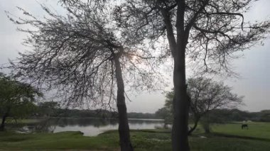 Ağaç dallarının silueti Bulutlu mavi gökyüzüne karşı