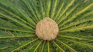 Sago Palm dişi konisi