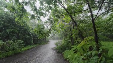 Yağmur sırasında yemyeşil, tam gelişmiş bitki örtüsüyle çevrili dar, ıslak bir yol, dingin, doğal bir atmosfer yaratır..