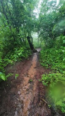 Çamurlu suyun küçük kayaların üzerinden aktığı ormandaki yağmurlu manzara doğal ve sakin bir atmosfer yaratıyor.