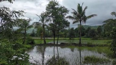 Bulutlu bir gökyüzünün altında yemyeşil pirinç tarlası canlı bir ot ve huzur manzarası sergiliyor.