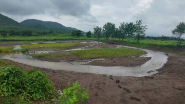  Bulutlu bir gökyüzünün altında yemyeşil pirinç tarlası canlı bir ot ve huzur manzarası sergiliyor.