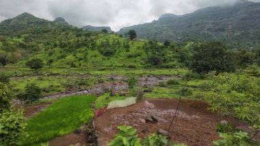 Bulutlu bir gökyüzünün altında yemyeşil pirinç tarlası canlı bir ot ve huzur manzarası sergiliyor.