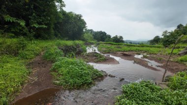 Bulutlu bir gökyüzünün altında yemyeşil bir arazi.