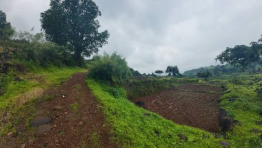  Bulutlu bir gökyüzünün altında yemyeşil pirinç tarlası canlı bir ot ve huzur manzarası sergiliyor.