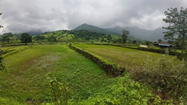  Lush green rice field under a cloudy sky, showcasing a vibrant landscape of grass and tranquility clipart